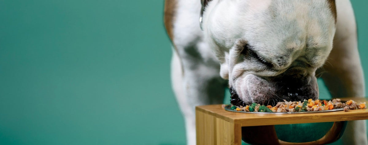 A bulldog eating fresh food from a raised bowl